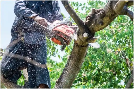 tree services Hawley